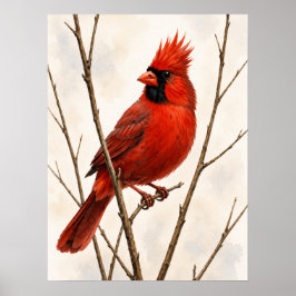 Male Northern Cardinal Poster
