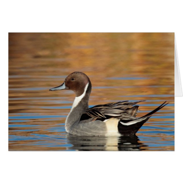 Male Northern Pintail (Vorderseite (Horizontal))