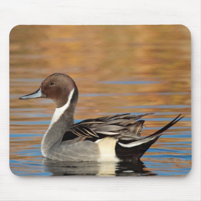 Male Northern Pintail Mousepad (Vorne)