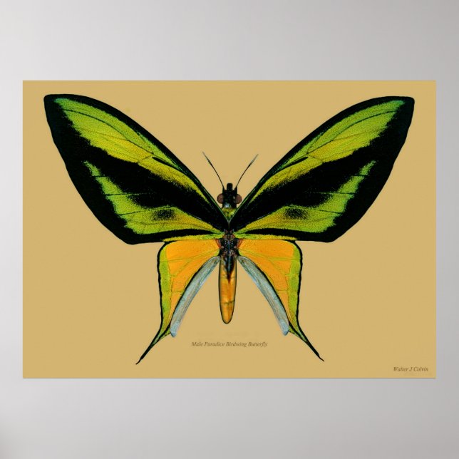 Male Paradise Birdwing Butterfly Poster (Vorne)