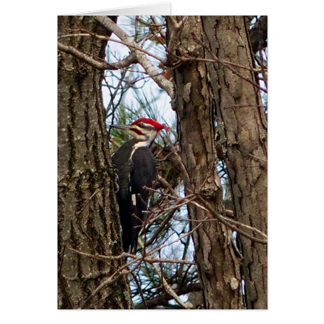 Male Pileated Woodpecker (Vorne)