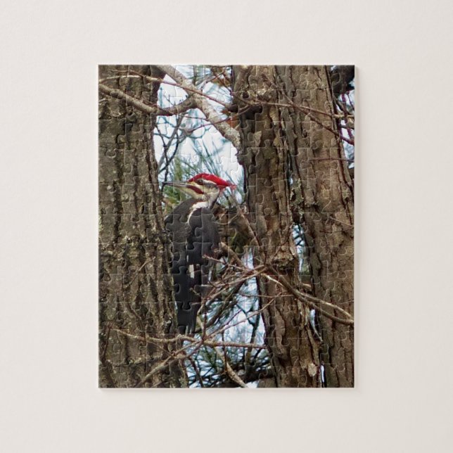 Male Pileated Woodpecker (Vertikal)