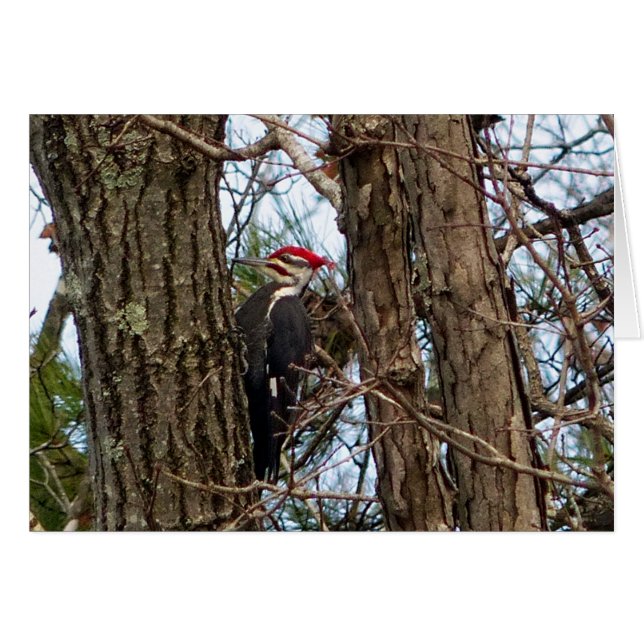 Male Pileated Woodpecker (Vorderseite (Horizontal))
