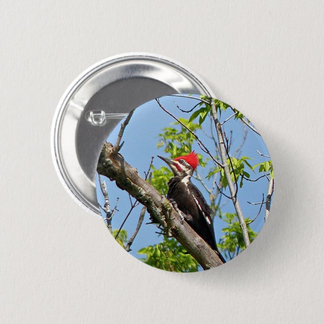 Male Pileated Woodpecker Button (Vorne & Hinten)