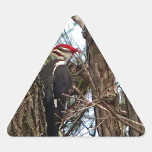 Male Pileated Woodpecker Dreieckiger Aufkleber