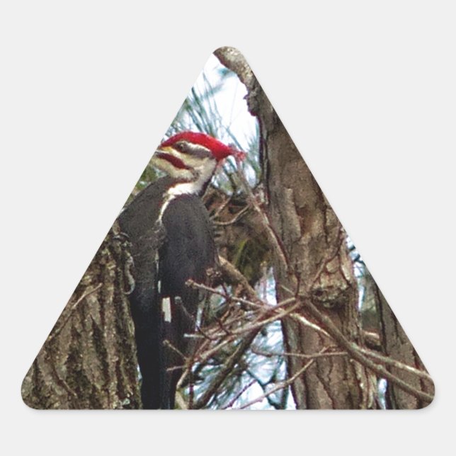 Male Pileated Woodpecker Dreieckiger Aufkleber (Vorderseite)