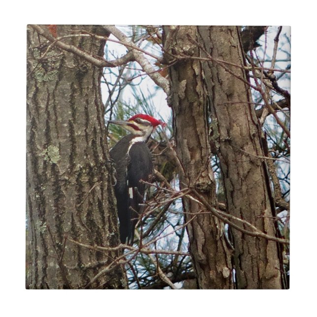 Male Pileated Woodpecker Fliese (Vorderseite)