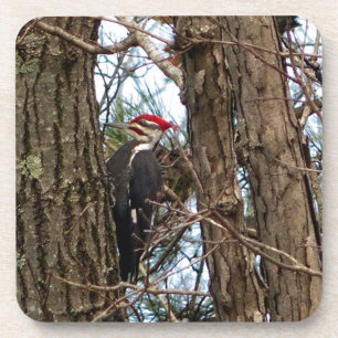Male Pileated Woodpecker Getränkeuntersetzer
