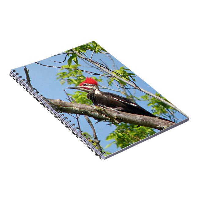 Male Pileated Woodpecker Notizblock (Rechte Seite)