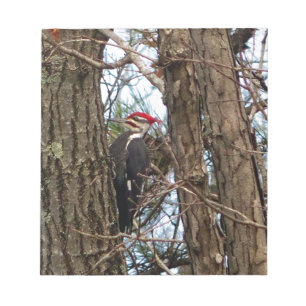Male Pileated Woodpecker Notizblock