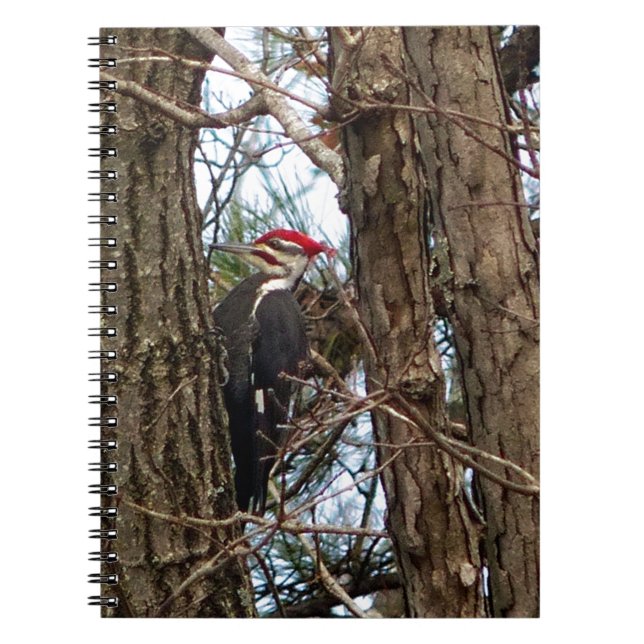 Male Pileated Woodpecker Notizblock (Vorderseite)