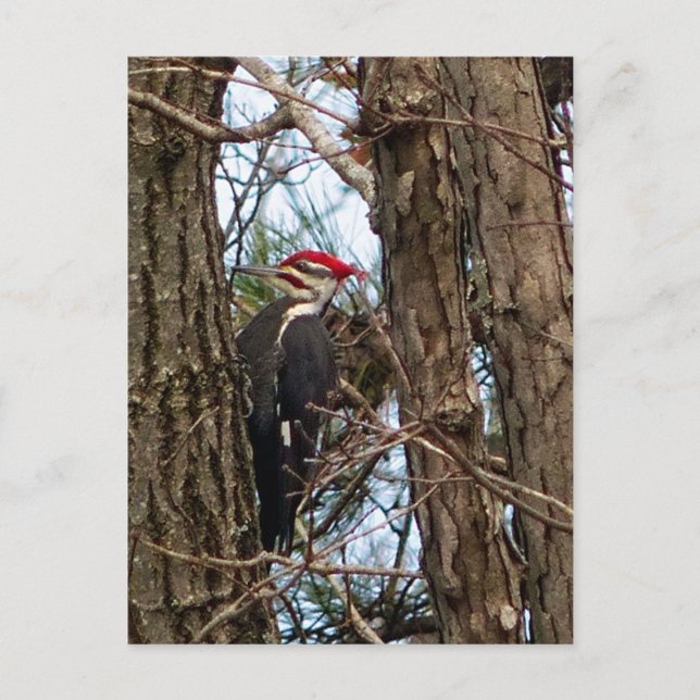 Male Pileated Woodpecker Postkarte (Vorderseite)