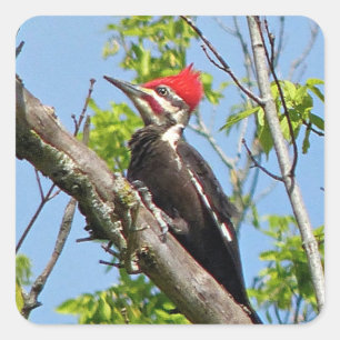 Male Pileated Woodpecker Quadratischer Aufkleber