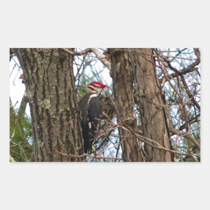 Male Pileated Woodpecker Rechteckiger Aufkleber