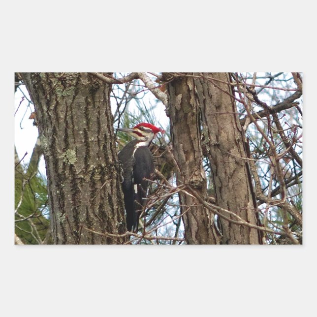 Male Pileated Woodpecker Rechteckiger Aufkleber (Vorderseite)