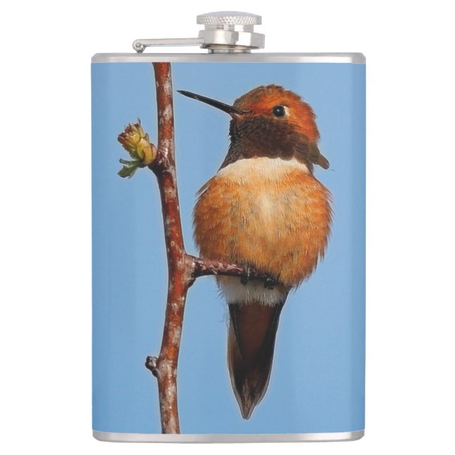 Male Rufous Hummingbird im Scheinwerferlicht Flachmann (Vorderseite)