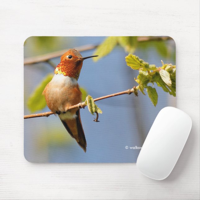 Male Rufous Hummingbird in der Sommersonne Mousepad (Mit Mouse)
