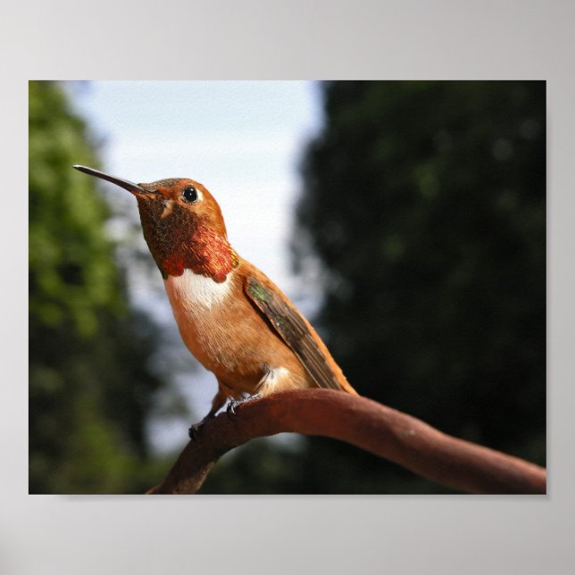 Male Rufous Hummingbird - Kunstdrucke Poster (Vorne)