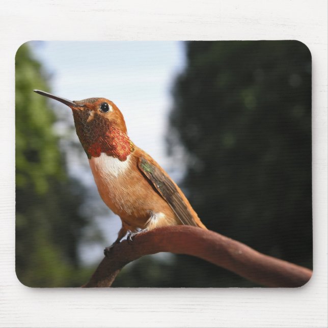Male Rufous Hummingbird - Mousepad (Vorne)