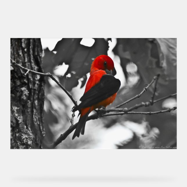 Male Scarlet Tanager Acrylschild (Vorderseite)
