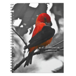 Male Scarlet Tanager Notizblock