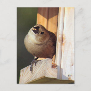 Male Shiny Cowbird Foto Postcard Postkarte
