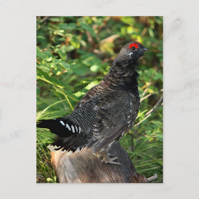 Male Spruce Grouse Postkarte (Vorderseite)