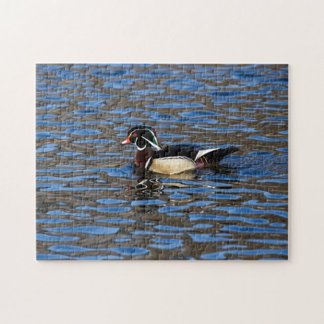 Male Wood Duck (Horizontal)