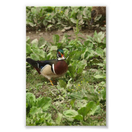 Male Wood Duck Fotodruck