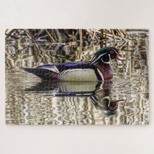 Male wood duck swimming in pond