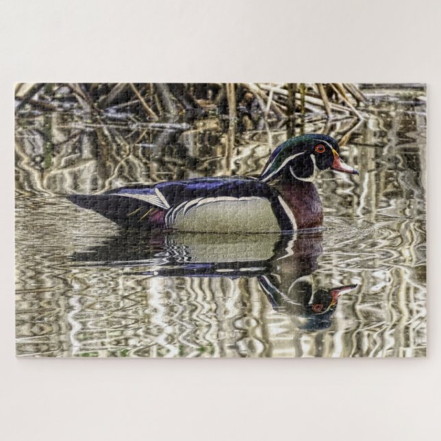 Male wood duck swimming in pond (Horizontal)
