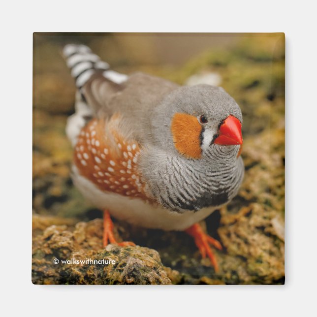 Male Zebra Finch auf den Felsen Magnet (Vorne)