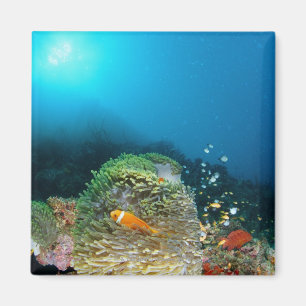 Malediven-Anemonenfische, die underwater schwimmen Magnet