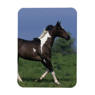 Malen Sie das Pferd, das 2 laufen lässt Magnet