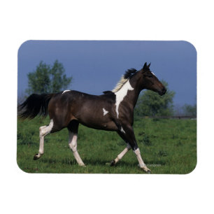 Malen Sie das Pferd, das 2 laufen lässt Magnet