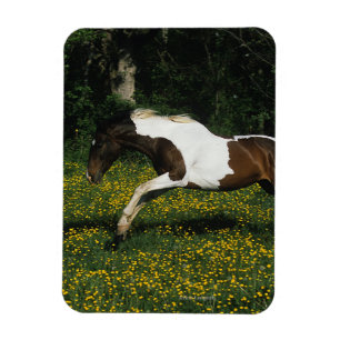 Malen Sie das Pferd, das in Feld der Blumen läuft Magnet
