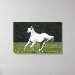 Malen Sie das Pferd, das in grasartiges Feld läuf Leinwanddruck