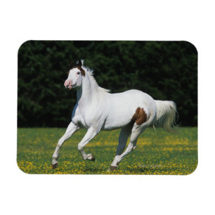 Malen Sie das Pferd, das in grasartiges Feld läuf Magnet