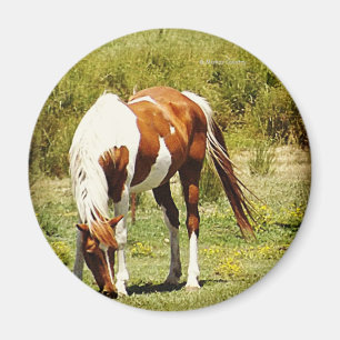 Malen Sie Pferd Magnet