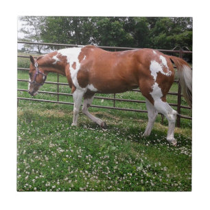 Malen Sie Pferd Stute genannten Flashy Fliese