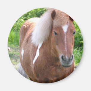 Malen Sie Quarterhorse-Magneten Magnet