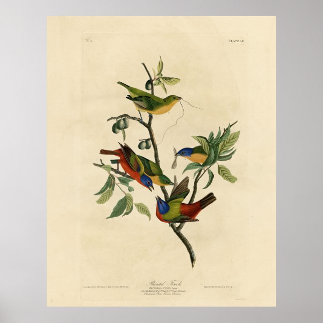 Malerische Finch (Jagd) Audubons Vögel von Amerika Poster (Vorne)