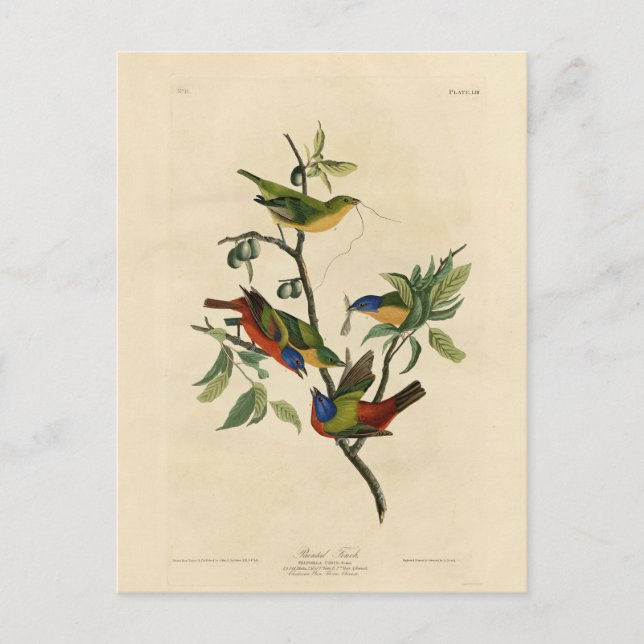 Malerische Finch (Jagd) Audubons Vögel von Amerika Postkarte (Vorderseite)