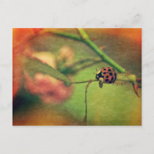 Malerischer Marienkäfer Postkarte