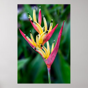 Malerisches Blume-Poster Poster