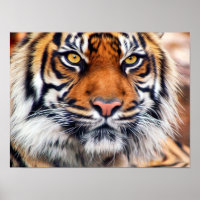 Malerisches Siberisches Tiger-Paint-Foto