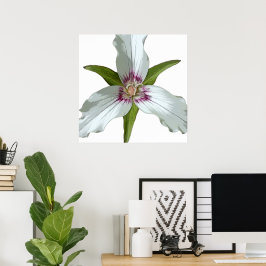 Malerisches Trillium Spring Wildblume Poster