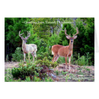 mâles de ~Two sur Rogers Mountain~