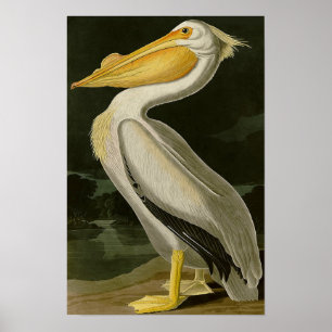 Malibu-Leben-Entwurfs-Reihen-Pelikan Poster