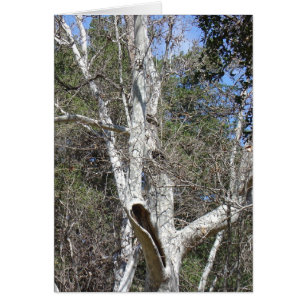 Malibu-Nebenfluss-Baum